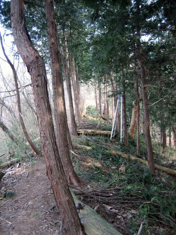 高川山